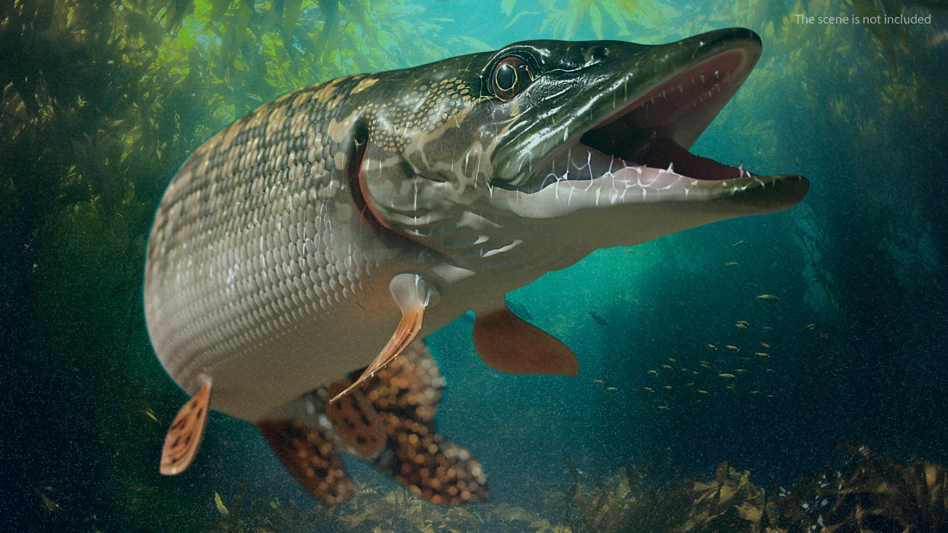 3D pike fish rigged model https://p.turbosquid.com/ts-thumb/VN/MSjYMe/g48iohoY/pikefishriggedmb3dmodel007/jpg/1593686899/1920x1080/fit_q87/7e0bb5ab4f54c785726b93928899264255b346c9/pikefishriggedmb3dmodel007.jpg