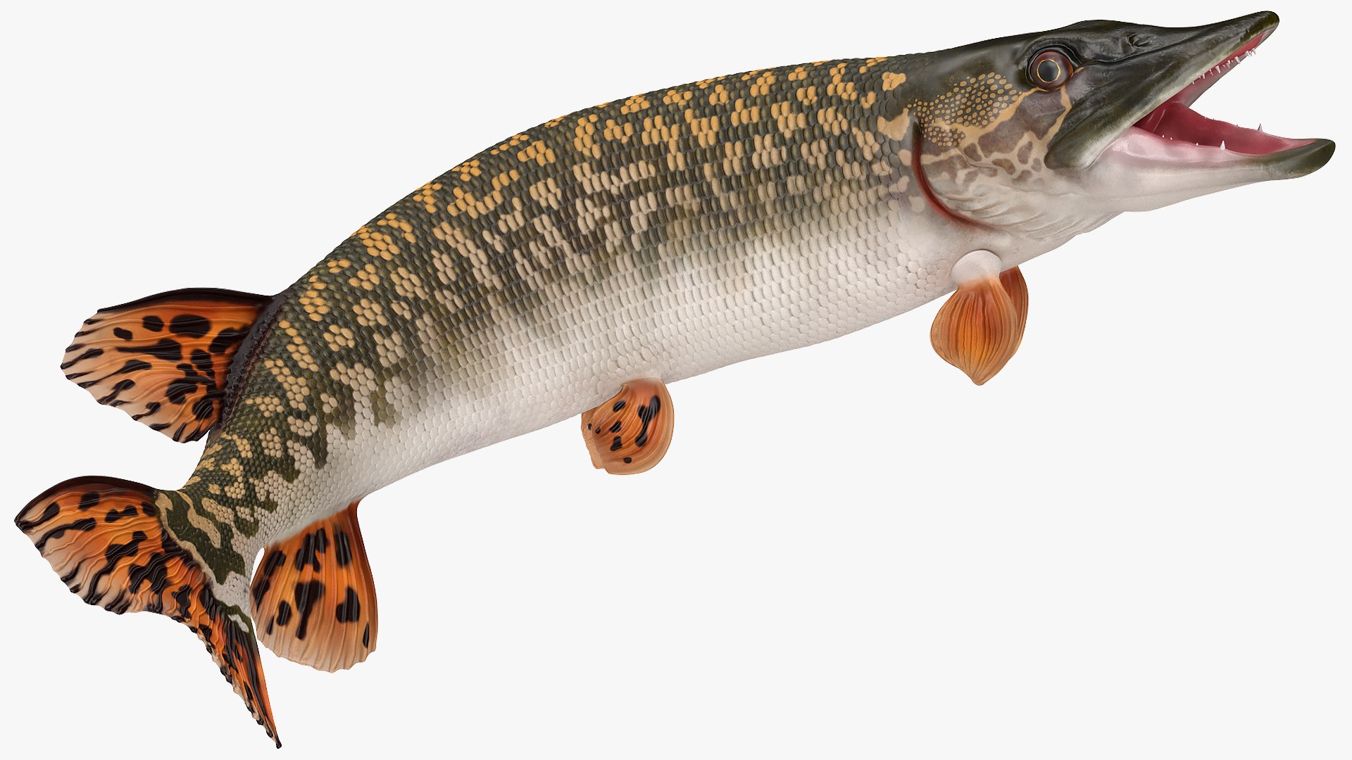 3D pike fish rigged model https://p.turbosquid.com/ts-thumb/VN/MSjYMe/tv1896wH/pikefishriggedmb3dmodel010/jpg/1593686928/1920x1080/fit_q87/521107d54483f74154c2cda80c871f549971412f/pikefishriggedmb3dmodel010.jpg