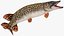 Pike Fish Rigged for Maya
