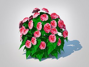 Begonia -Pink