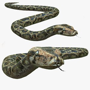 Snake 3D Models for Download | TurboSquid