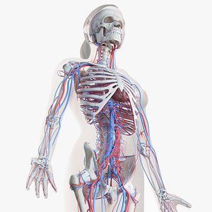 Female Skin, Skeleton And Vascular System Rigged
