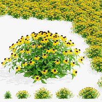 Rudbeckia fulgida Little Goldstar