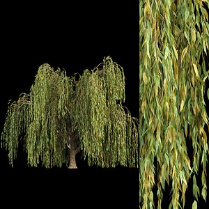 2 willow trees vol12 3D model
