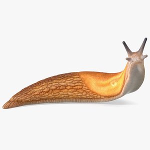 Slug Arion Fuscus Reaching Up