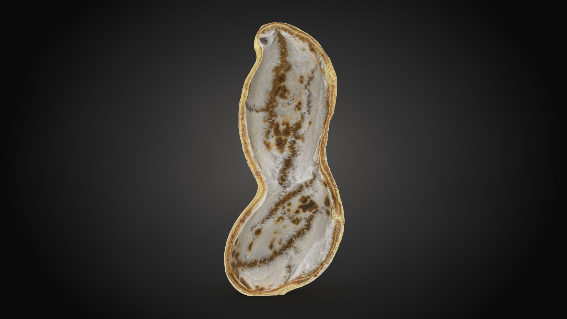 Peanut Shell Collection 3 3D model https://p.turbosquid.com/ts-thumb/VO/CwQYlc/Ro/peanutshellcut_2_a0001/jpg/1663233348/1920x1080/fit_q87/c32b574bf7b535e1de36414eb266f8183f7314c4/peanutshellcut_2_a0001.jpg