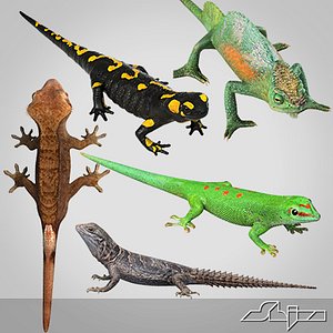 Lizards collection