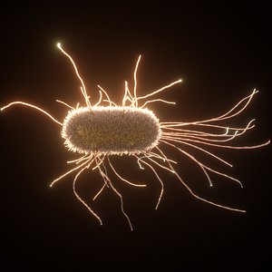 3D coli e