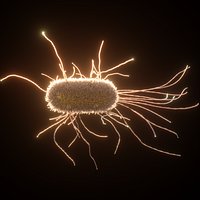 E Coli