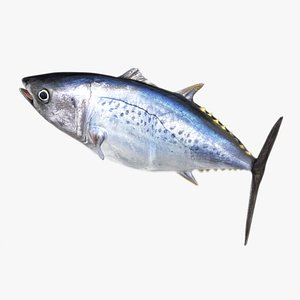 3D TUNA FISH Rigged  L1557