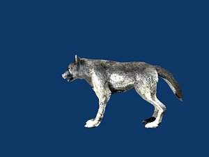 3d grey wolf