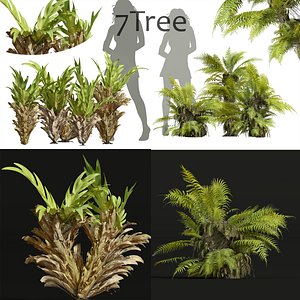 3D 7 Different 3D models in the scene Drynaria Roosii Bush Small model