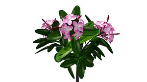 3D Plumcria flower