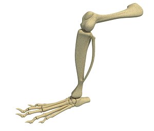 Animal Leg Skeleton