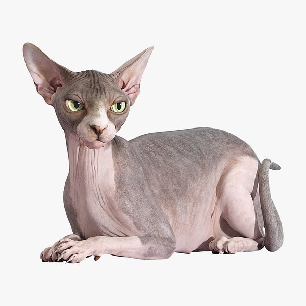 3D sphynx cat lying