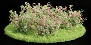 3D Nerium Oleander-Grass Garden vol 117-Blender model