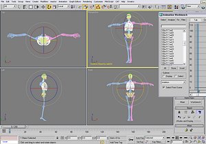 realistic skeleton biped human 3d model