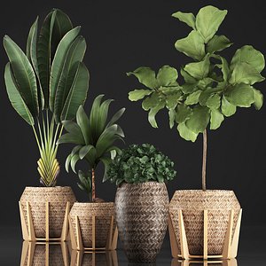 3D houseplants exotic plants