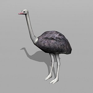 max ostrich uv