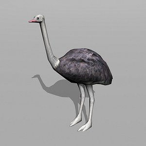 ostrich