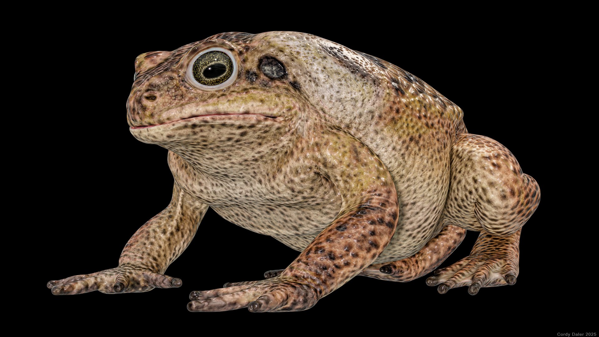 Cane Toad Posed 8K PBR 3D https://p.turbosquid.com/ts-thumb/VO/ywH3RK/BW/r_viewportj_001/png/1762409501/1920x1080/fit_q87/f90a4e8bf4db5d127c4d902a85db0f6dab71d72b/r_viewportj_001.jpg
