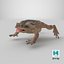 Cane Toad Posed 8K PBR 3D