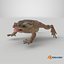 Cane Toad Posed 8K PBR 3D