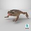 Cane Toad Posed 8K PBR 3D