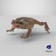Cane Toad Posed 8K PBR 3D