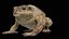 Cane Toad Posed 8K PBR 3D