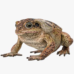Cane Toad Posed 8K PBR 3D