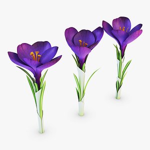 flower crocus violet v 3D model