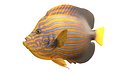 Angelfish Blueline fish