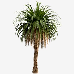 Set of Canary Island Date Palm or Phoenix Canariensis Trees - 2 Trees