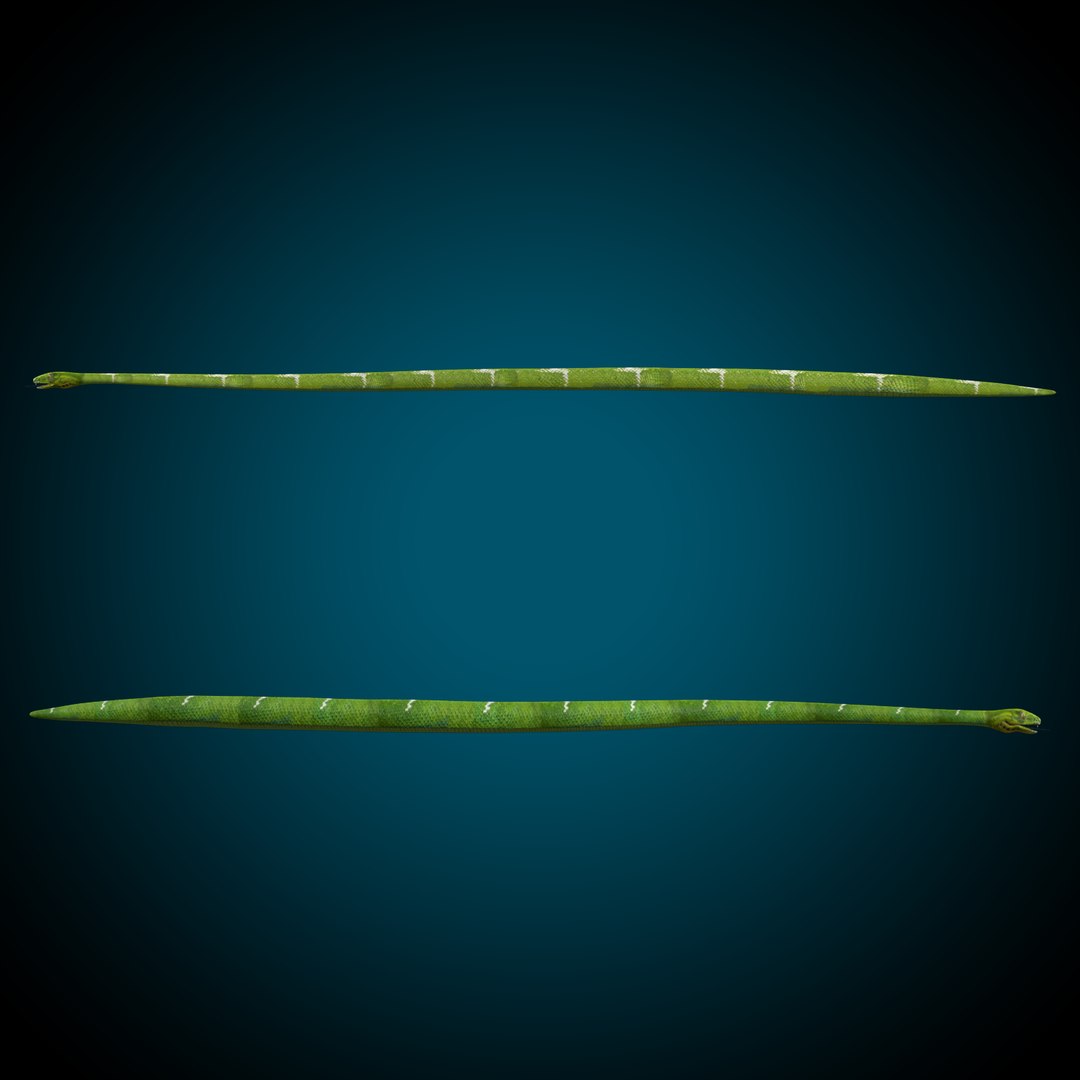 3D Snake Low poly https://p.turbosquid.com/ts-thumb/VP/ZjAMHJ/Zy/render_snap_6/png/1681583219/1920x1080/fit_q87/36ba672924d857c3a42c31bf7b3550dc94fb0b35/render_snap_6.jpg