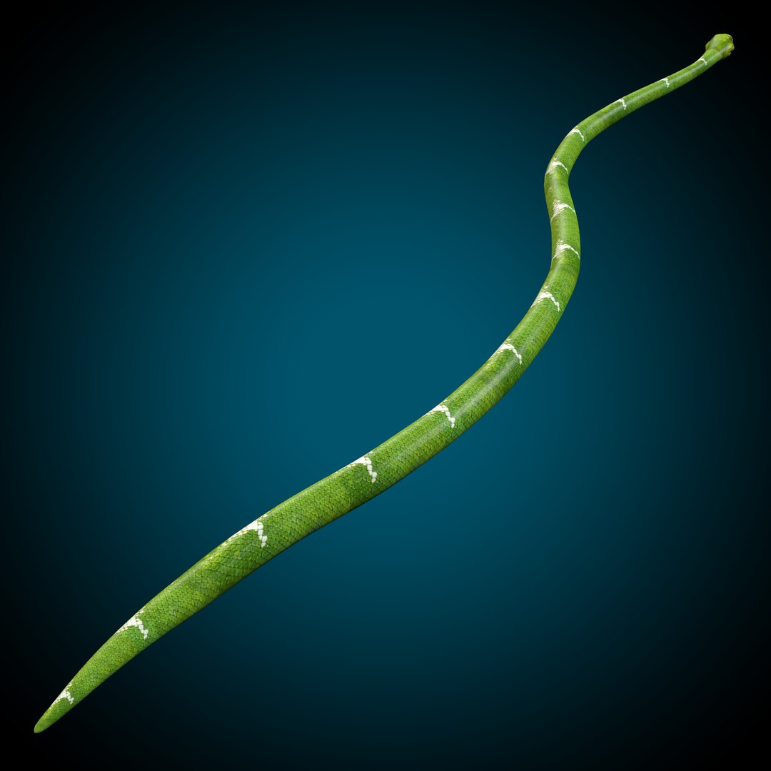 3D Snake Low poly https://p.turbosquid.com/ts-thumb/VP/ZjAMHJ/pd/render_snap_5/png/1681583218/1920x1080/fit_q87/478debe72a184d6af11d74b7270a1f6a8408202e/render_snap_5.jpg
