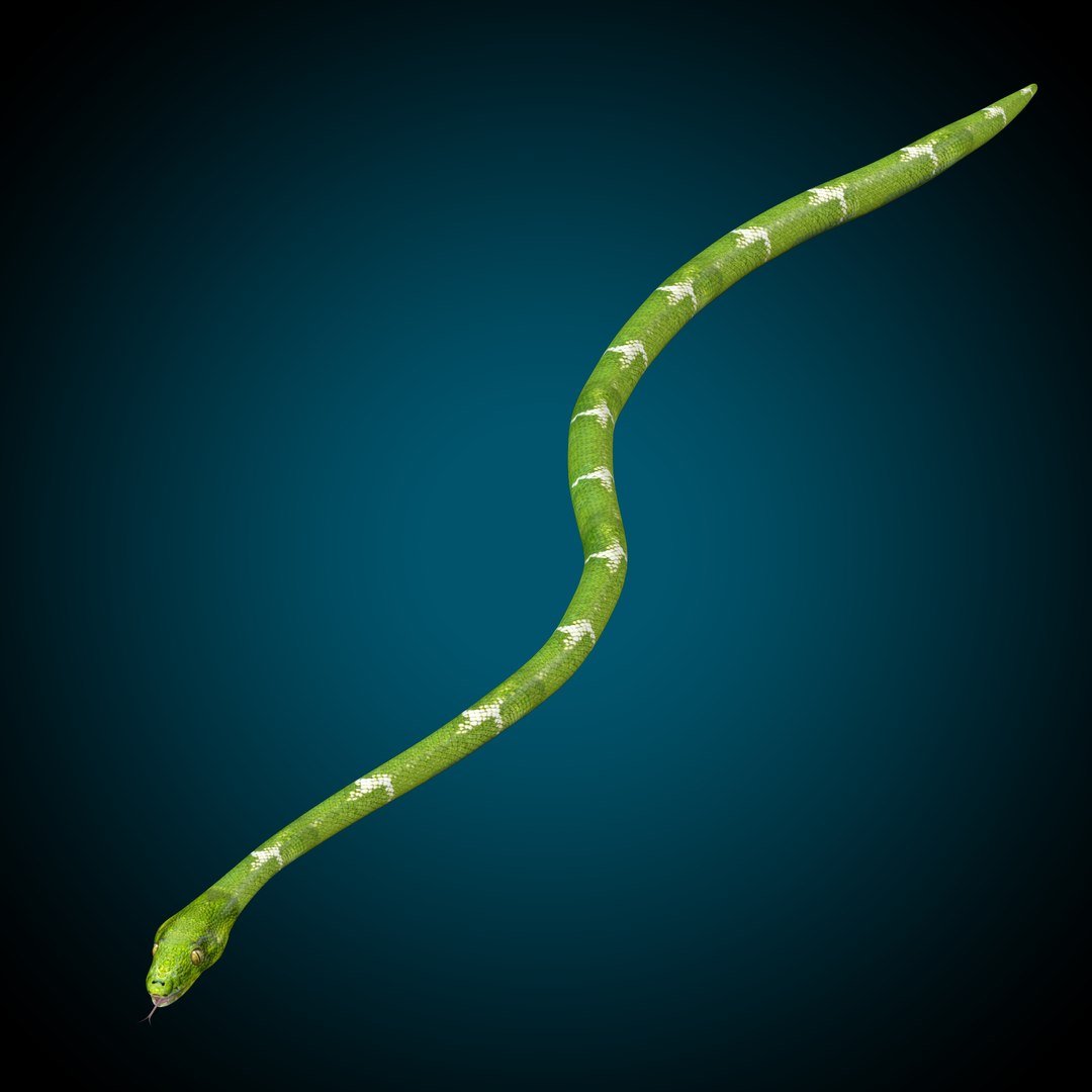 3D Snake Low poly https://p.turbosquid.com/ts-thumb/VP/ZjAMHJ/xf/render_snap_3/png/1681583216/1920x1080/fit_q87/cde78d2f60b6e1af2607a30cb968b3b9d07b6707/render_snap_3.jpg