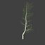 birch