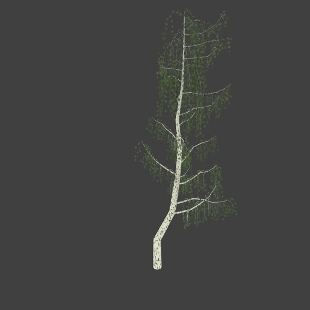 3d birch https://p.turbosquid.com/ts-thumb/VQ/663wl9/JMIA8MF0/1/jpg/1363545284/1920x1080/fit_q87/7383208403d2f73913af3050b77ebb5aae1a5cdf/1.jpg