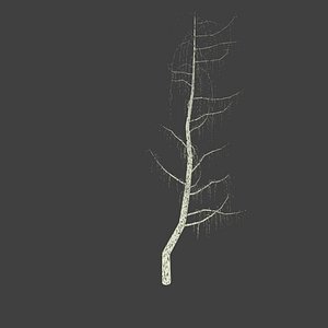 3d birch