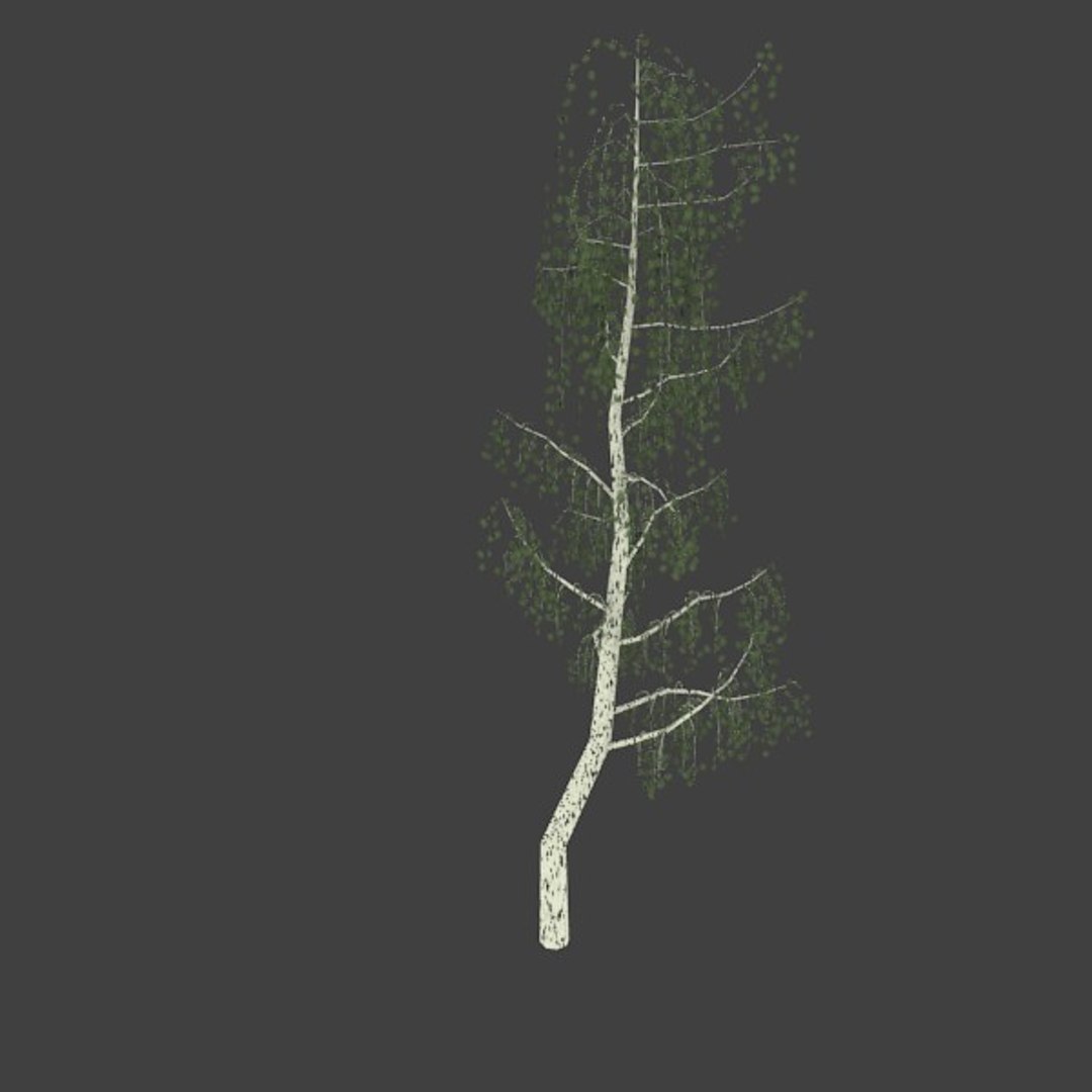 3d birch https://p.turbosquid.com/ts-thumb/VQ/663wl9/b1rc9l5H/2/jpg/1363545284/1920x1080/fit_q87/e6e76441ac64d4189556038a28c007c40f4c67a7/2.jpg