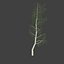 birch