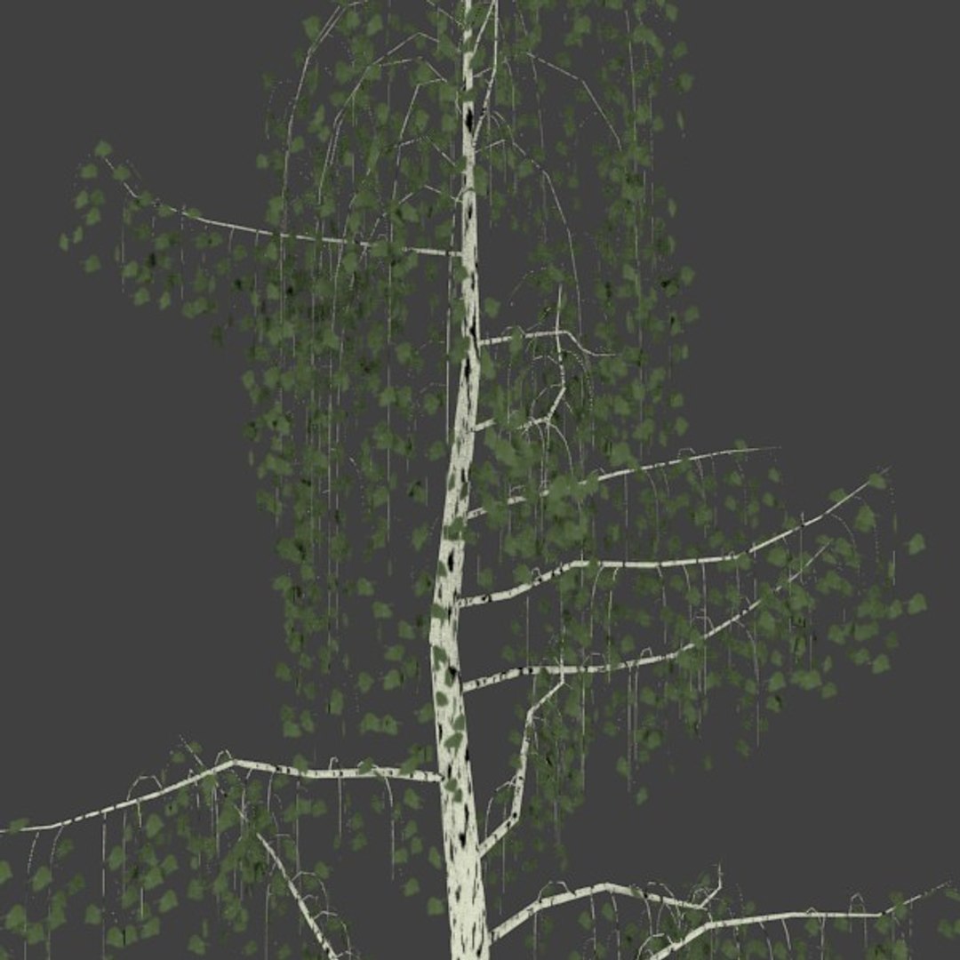 3d birch https://p.turbosquid.com/ts-thumb/VQ/663wl9/lMNfal9w/2/jpg/1363545284/1920x1080/fit_q87/87c31f77472c4ed5bde57bfd01df091f77c24bd7/2.jpg