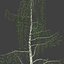 birch