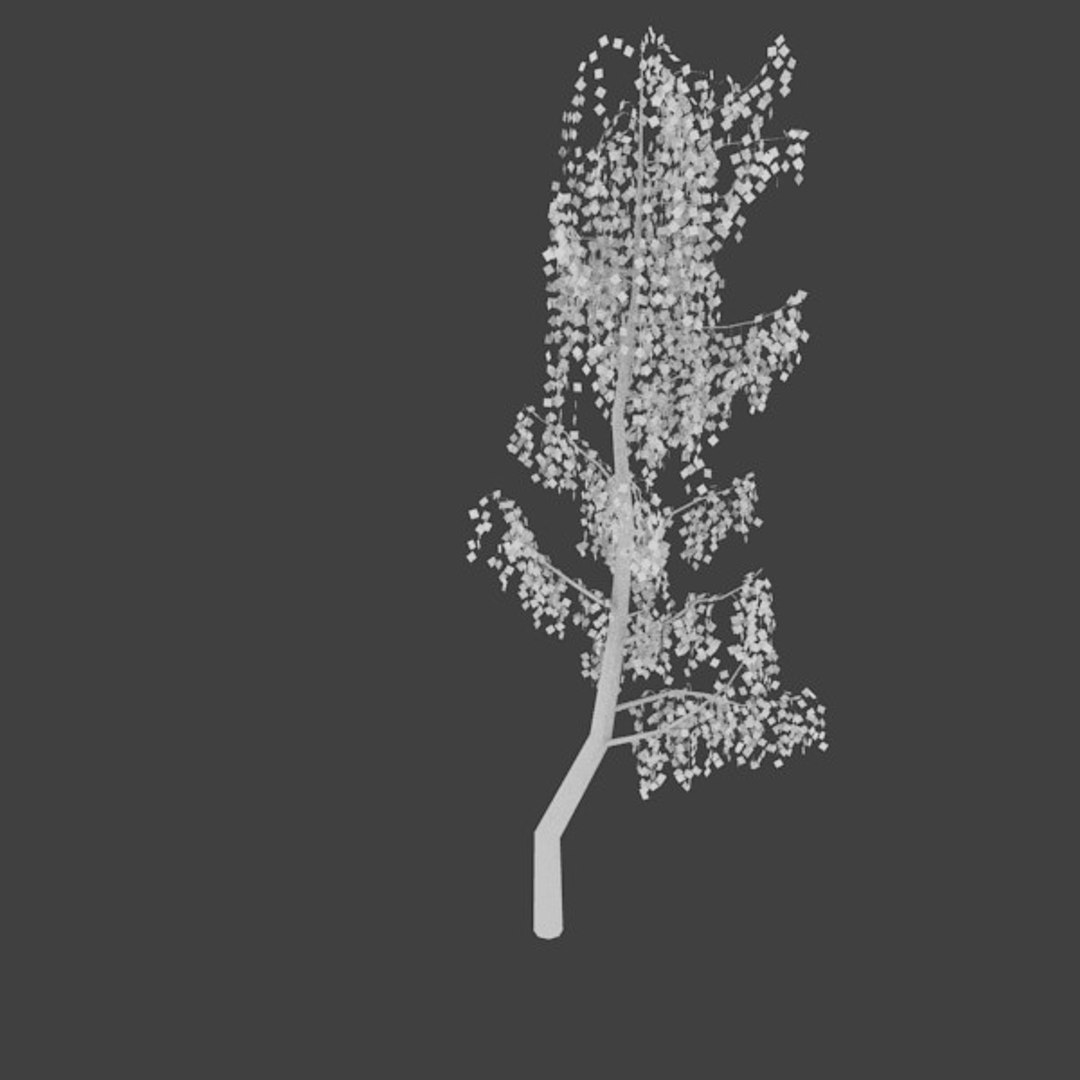 3d birch https://p.turbosquid.com/ts-thumb/VQ/663wl9/zSERjPOD/3/jpg/1363545284/1920x1080/fit_q87/bc5c58840dc3ac7b1d31d03bfefa14ab4fd60d0a/3.jpg