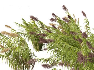 3D Arundo donax - Giant reed 04