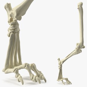 3D Anatomical Skeleton of Dog Left Hind Limb model