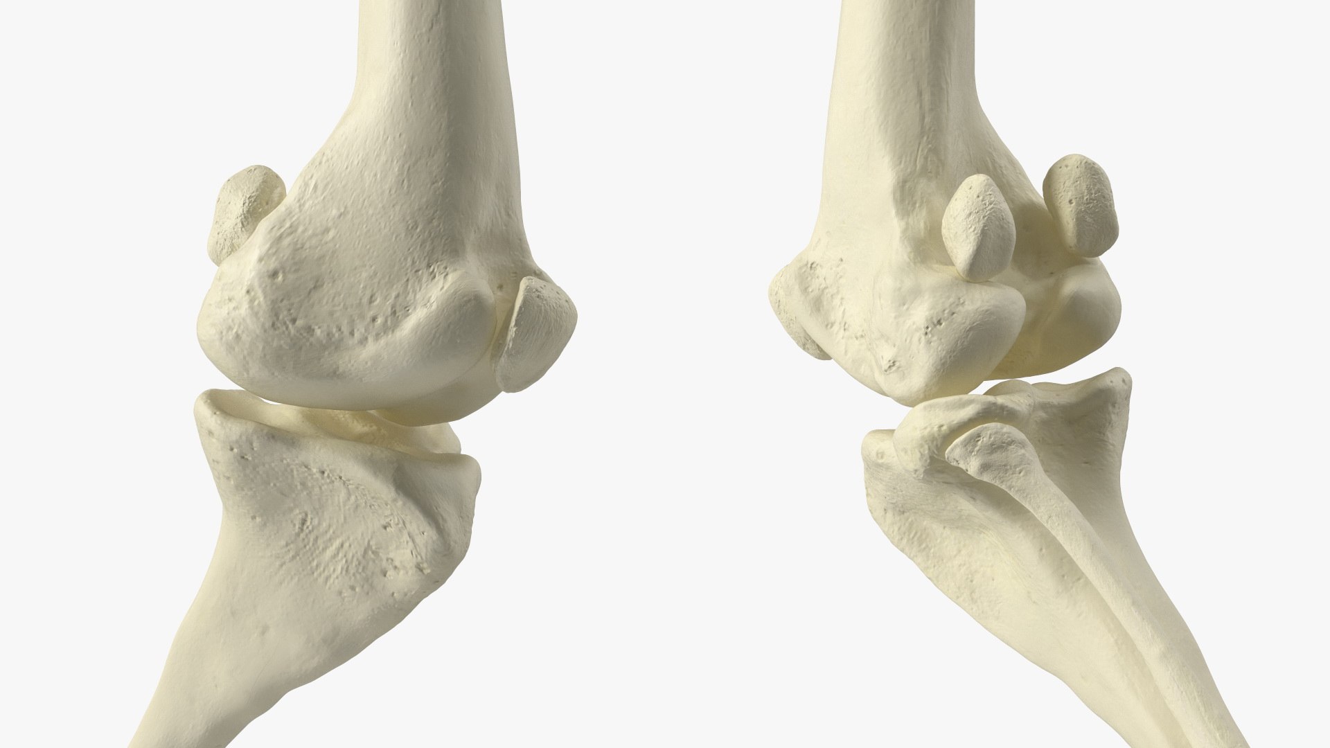 3D Anatomical Skeleton Of Dog Left Hind Limb Model - TurboSquid 2391893