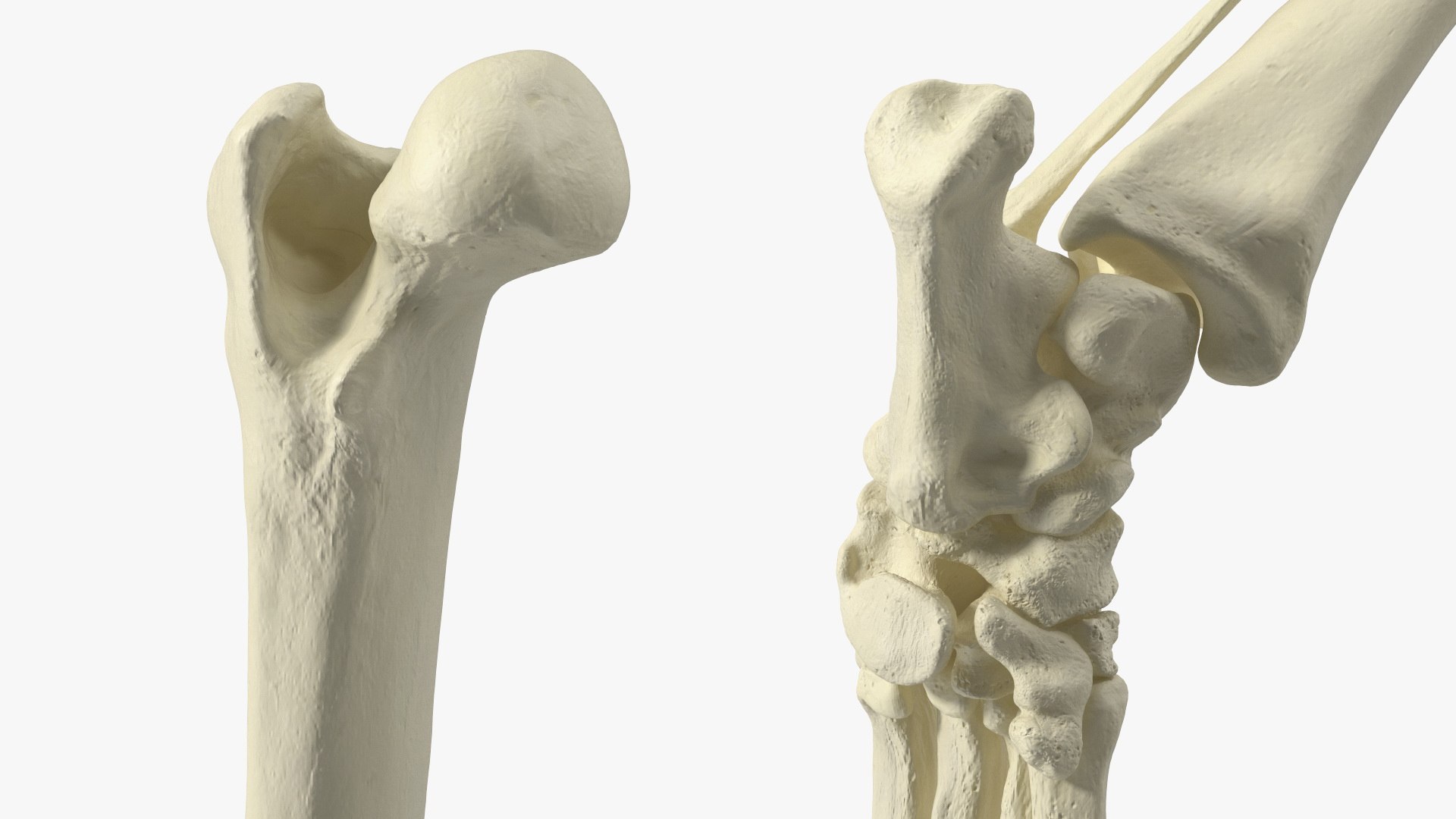 3D Anatomical Skeleton Of Dog Left Hind Limb Model - TurboSquid 2391893