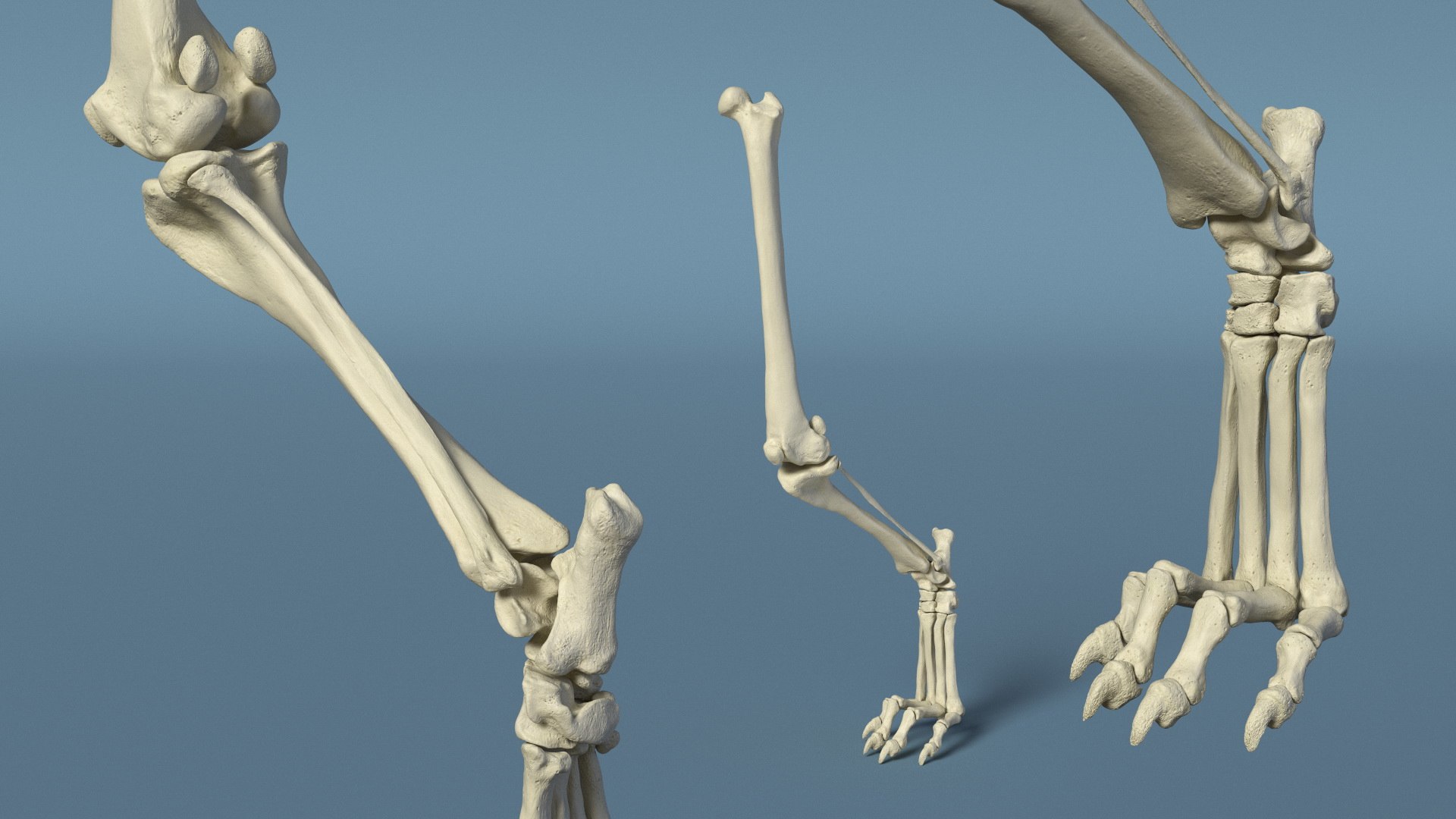 3D Anatomical Skeleton Of Dog Left Hind Limb Model - TurboSquid 2391893